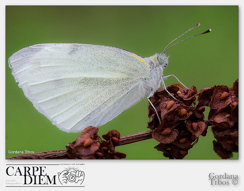 194-1900x1258---farfalla bianca2fb.jpg